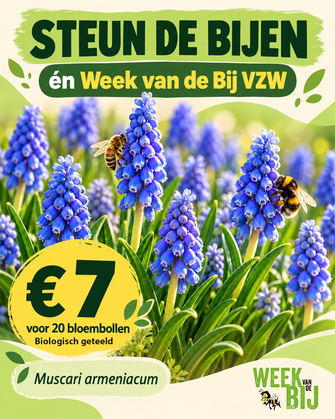 Blauwe druifjes (Muscari armeniacum): een zakje met 20 biologisch geteelde bloembollen voor €7, met bij en hommel tussen de blauwe bloemen