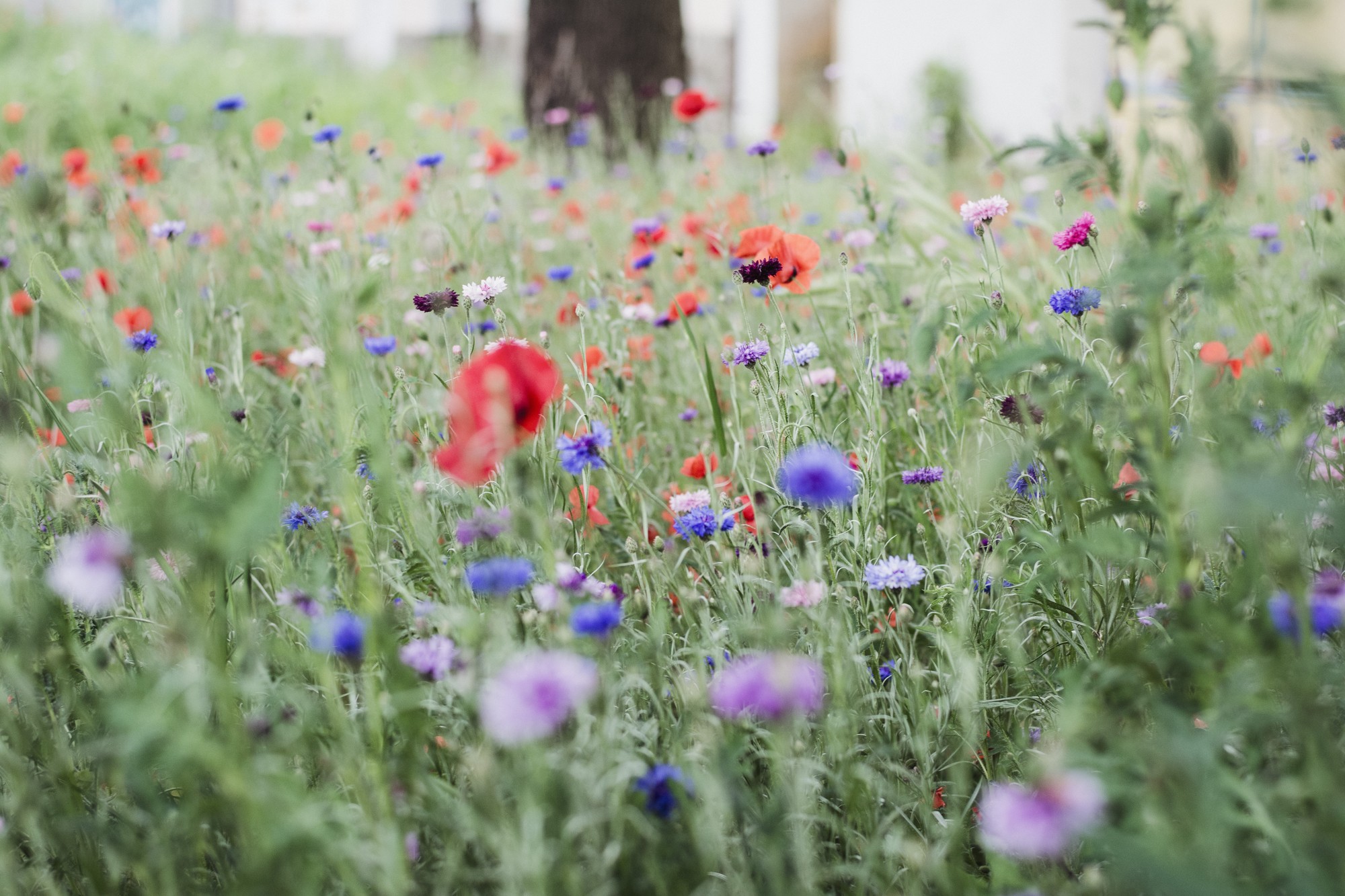Van één bloemenweide naar meer