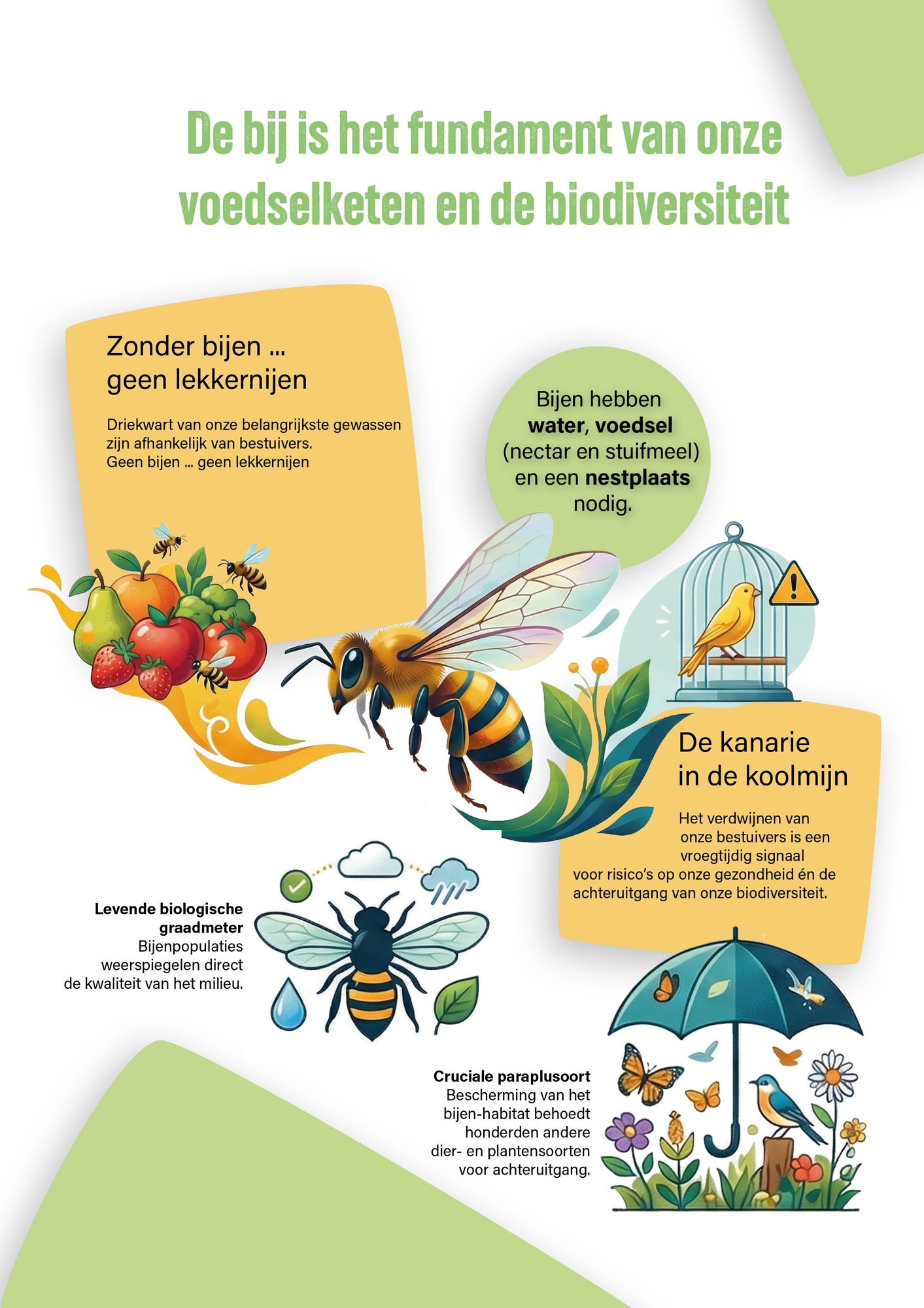 Infographic: De bij is het fundament van onze voedselketen en de biodiversiteit – overzicht van de cruciale rol van bestuivers