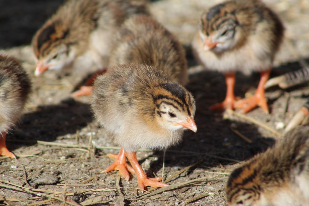 Young chicks in a brooder