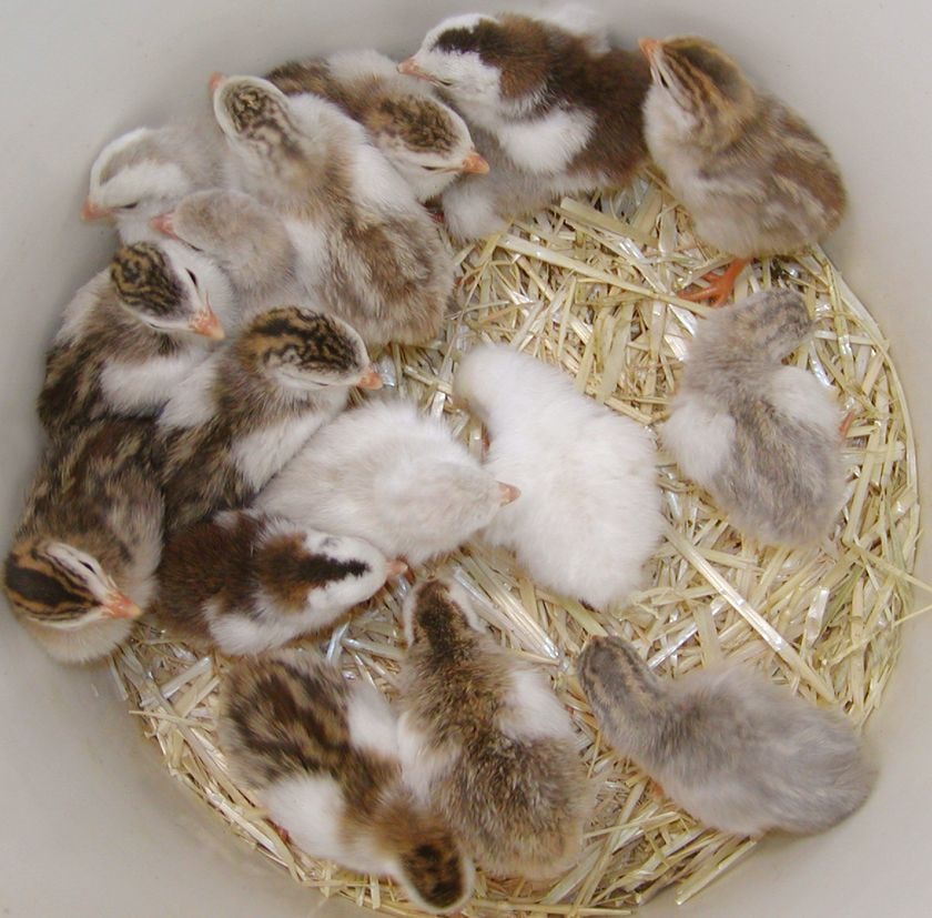 How to Hatch Guinea Fowl Eggs: Complete Incubation Guide