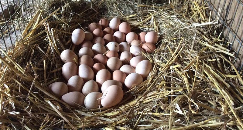 Fresh speckled guinea eggs