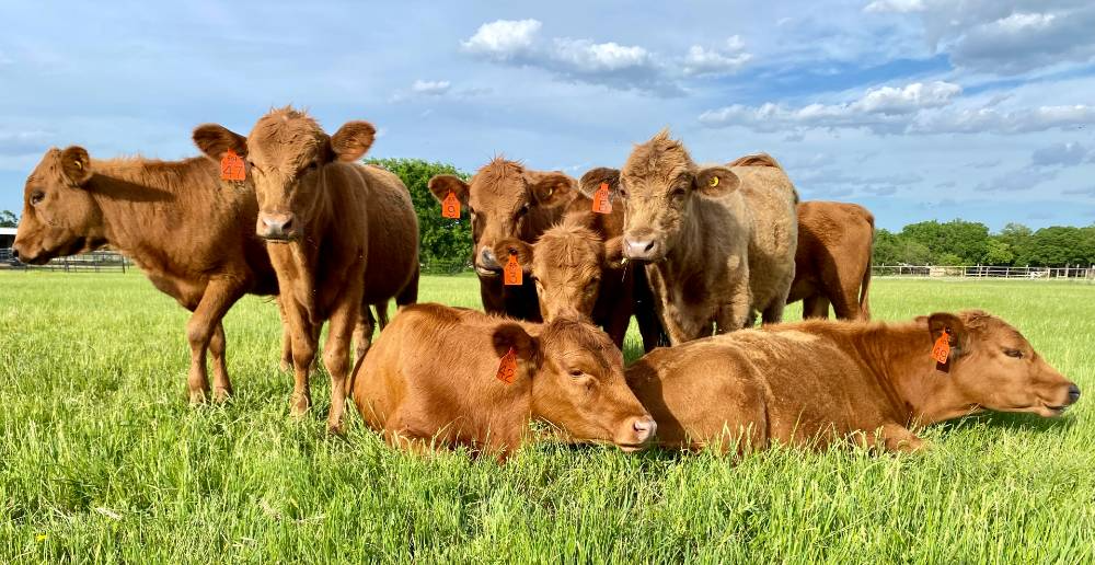 Why Our Family Likes Dexter Cattle