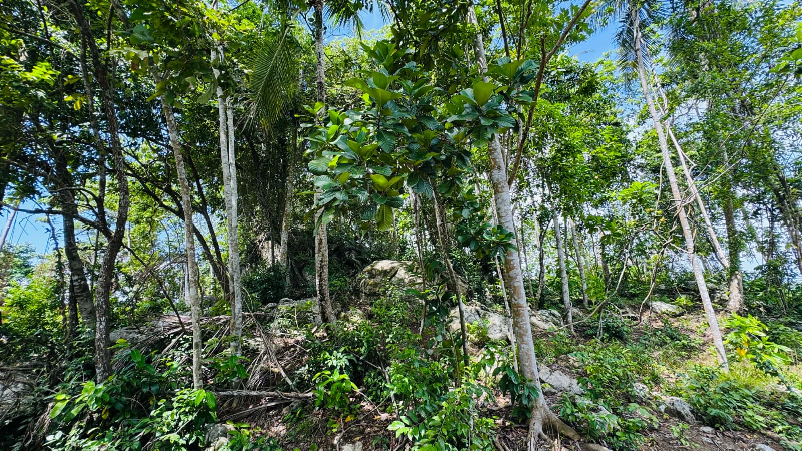 Tropical rainforest canopy