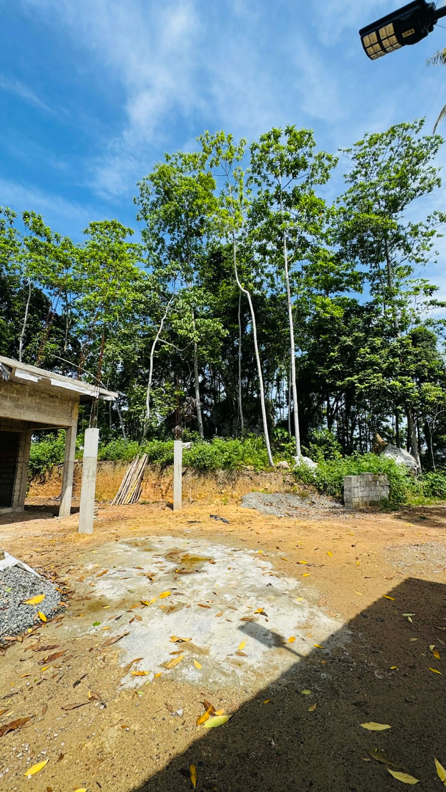 A view through tropical greenery