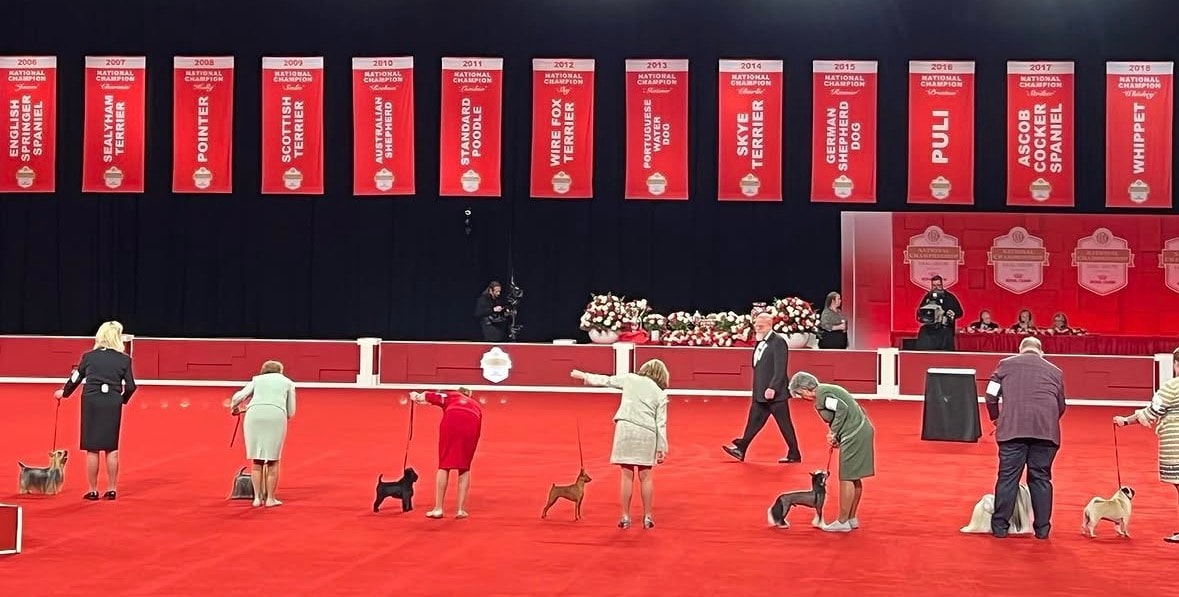 Multiple handlers with dogs competing across the red carpet at the AKC National Championship All Breed Show