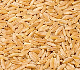 Khorasan (Kamut® Brand Wheat)