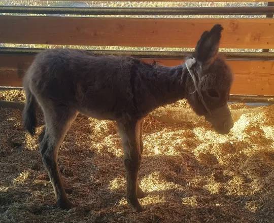 Arizona Equine Rescue