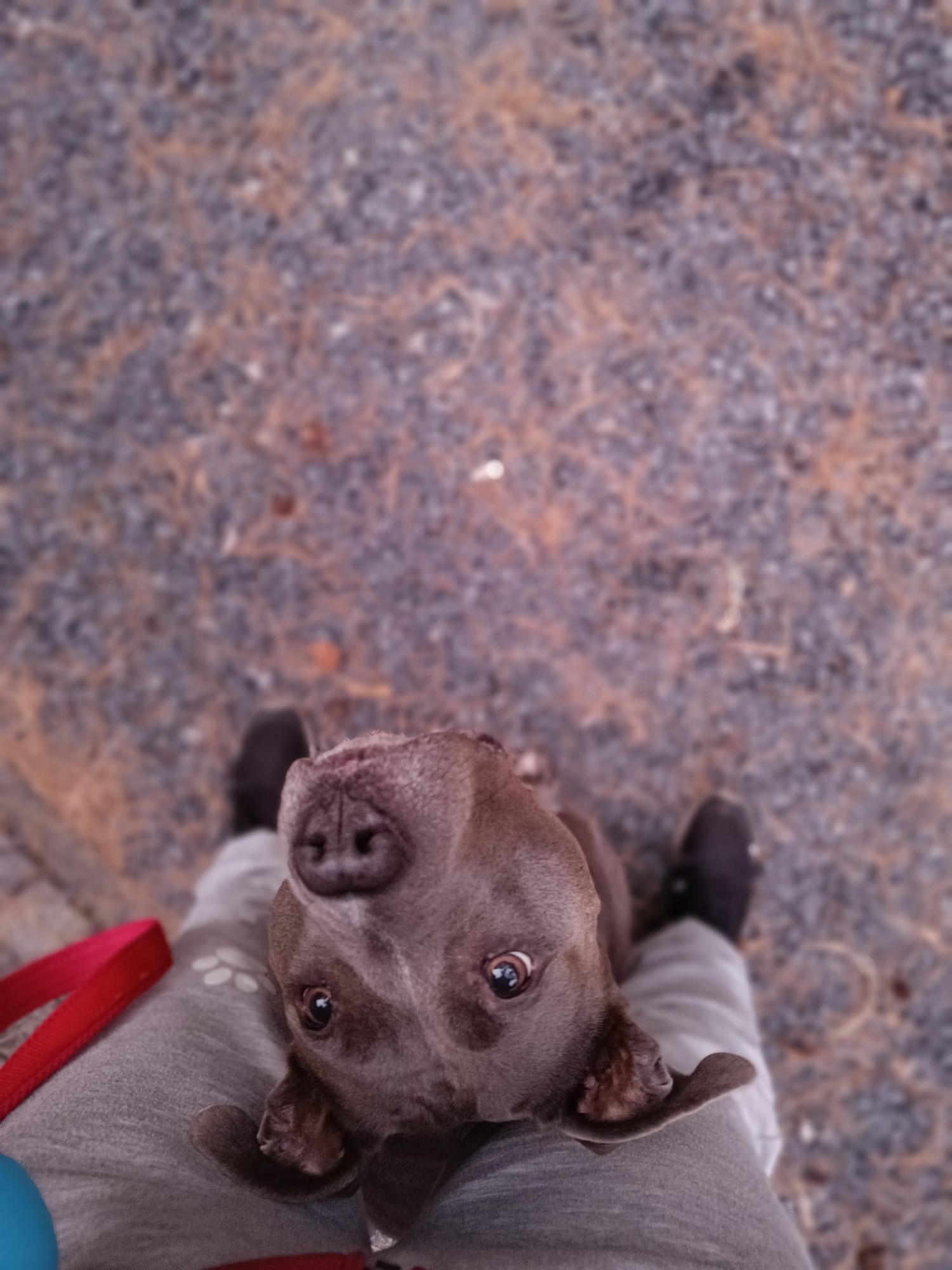 Shiva als pup, opkijkend naar de camera