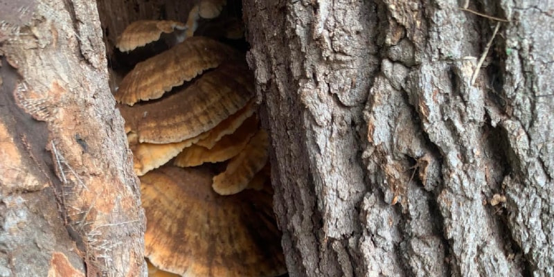 Dřevokazné houby