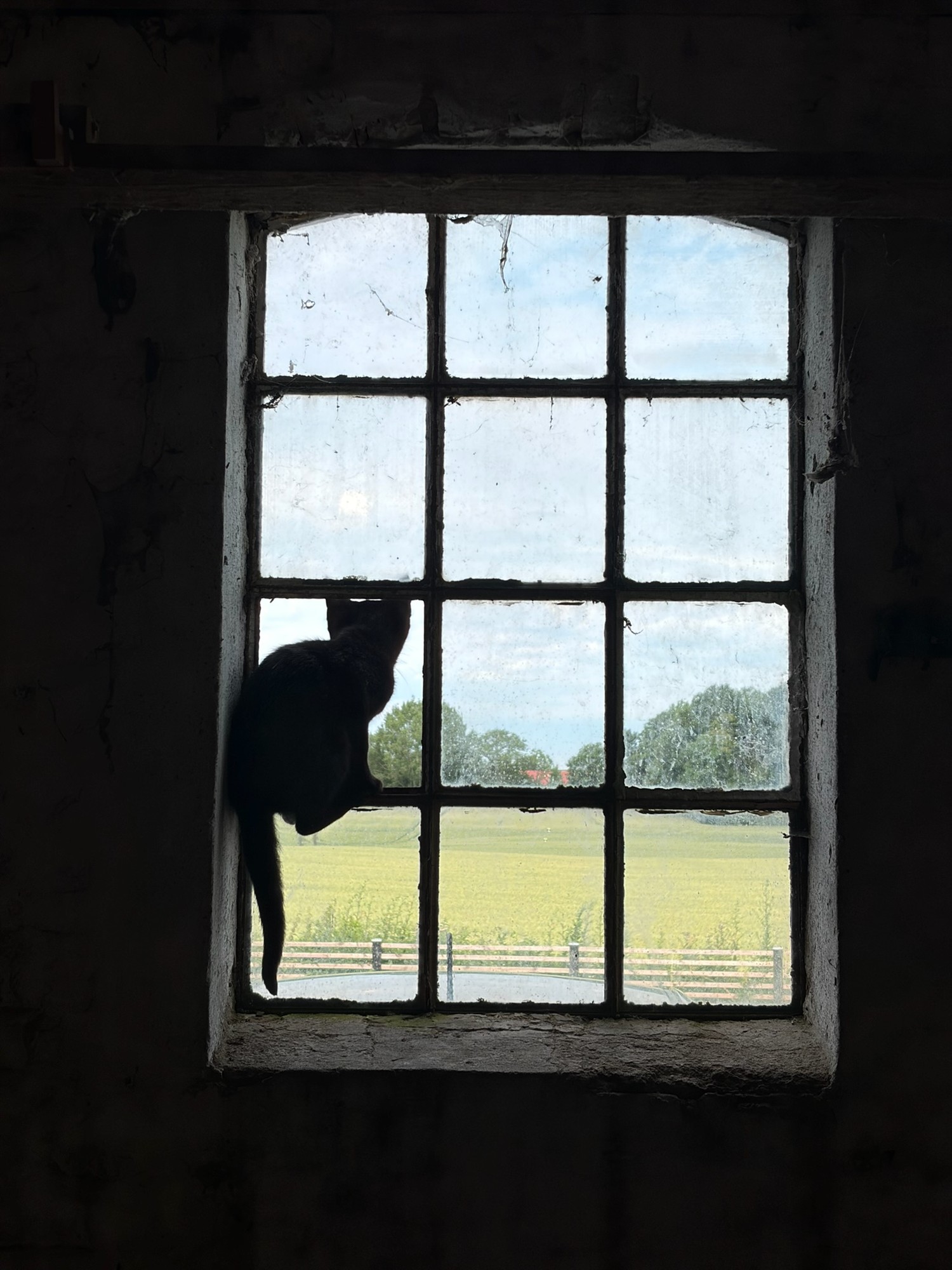 Katten klatrer i laden-vinduet