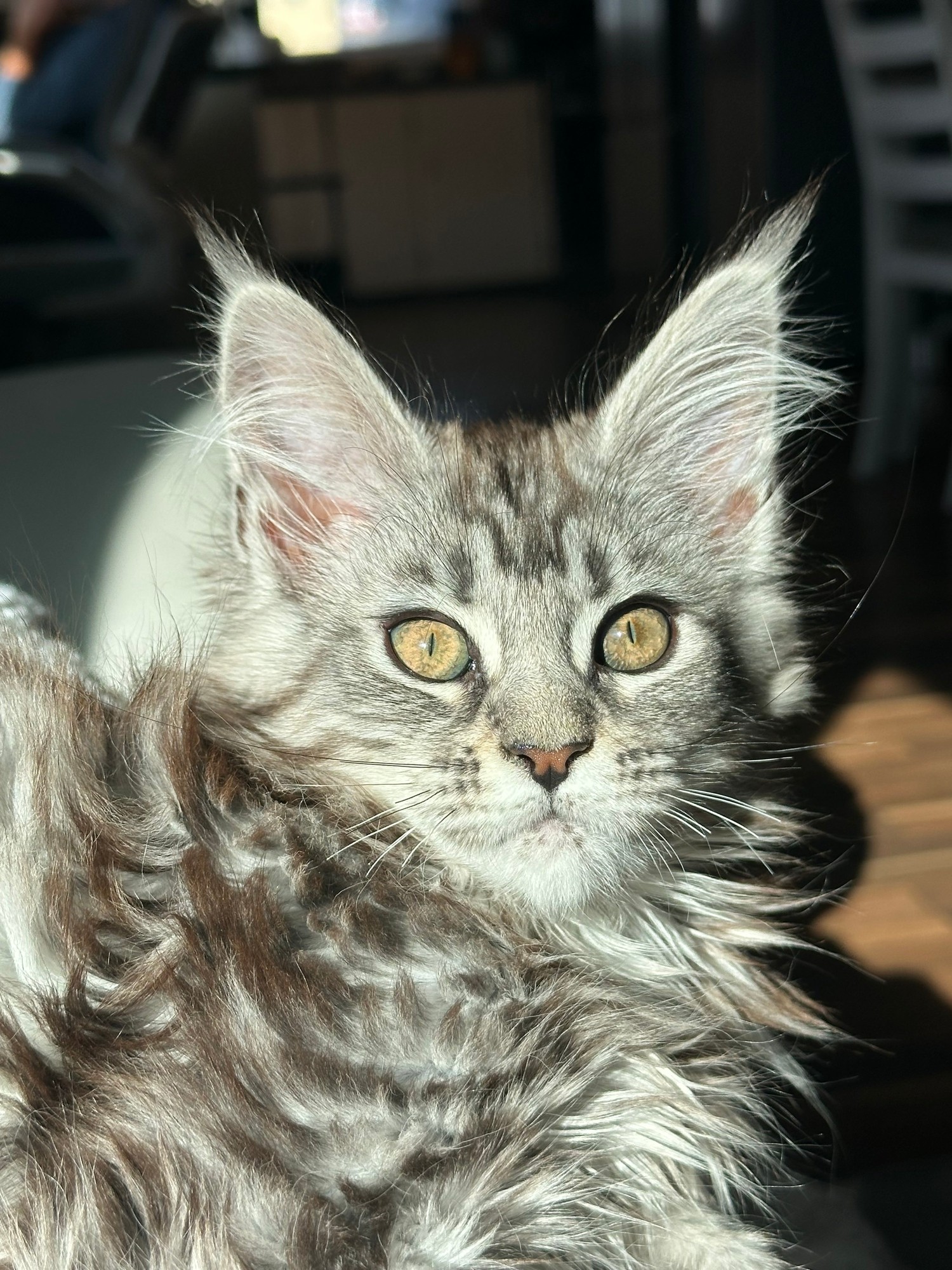 Silver tabby kitten portrait