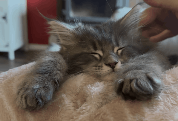 Gray kitten dreaming