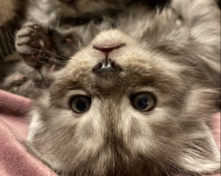 Fluffy kitten upside down on pink blanket