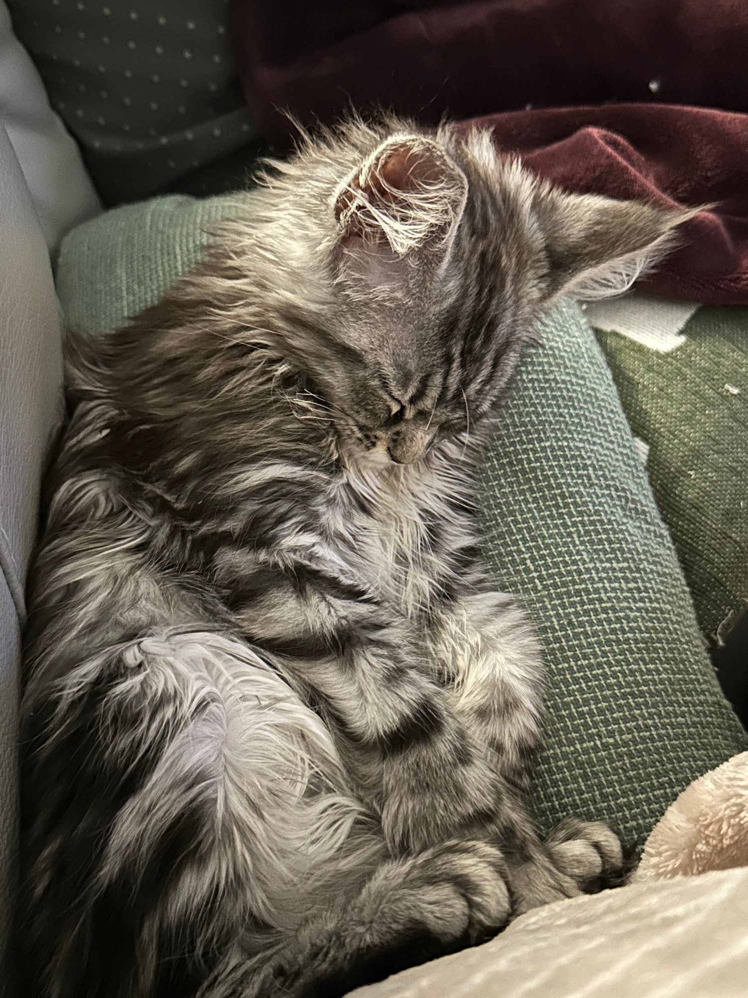 Sleeping tabby kitten curled up