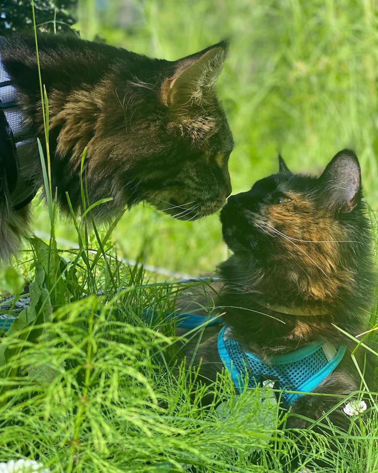 Spook & Ember