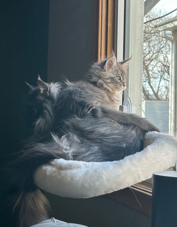 Kittens at the window