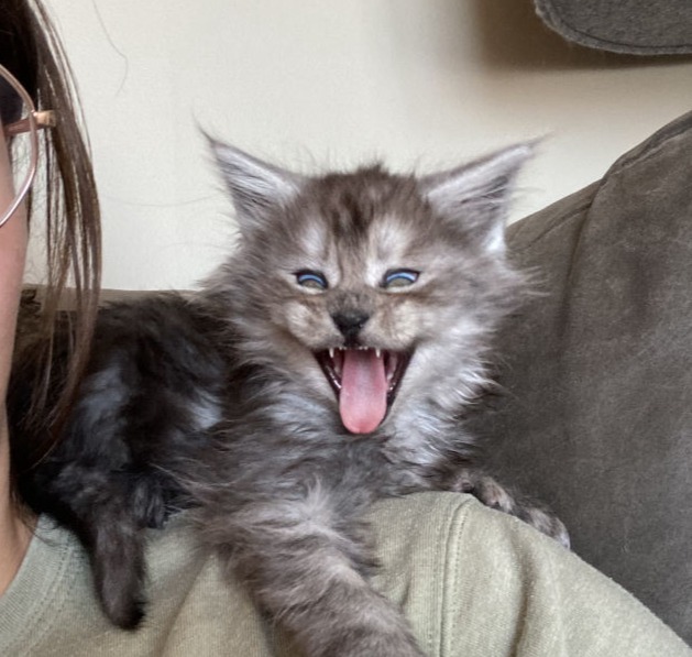 Blue kitten mid-yawn