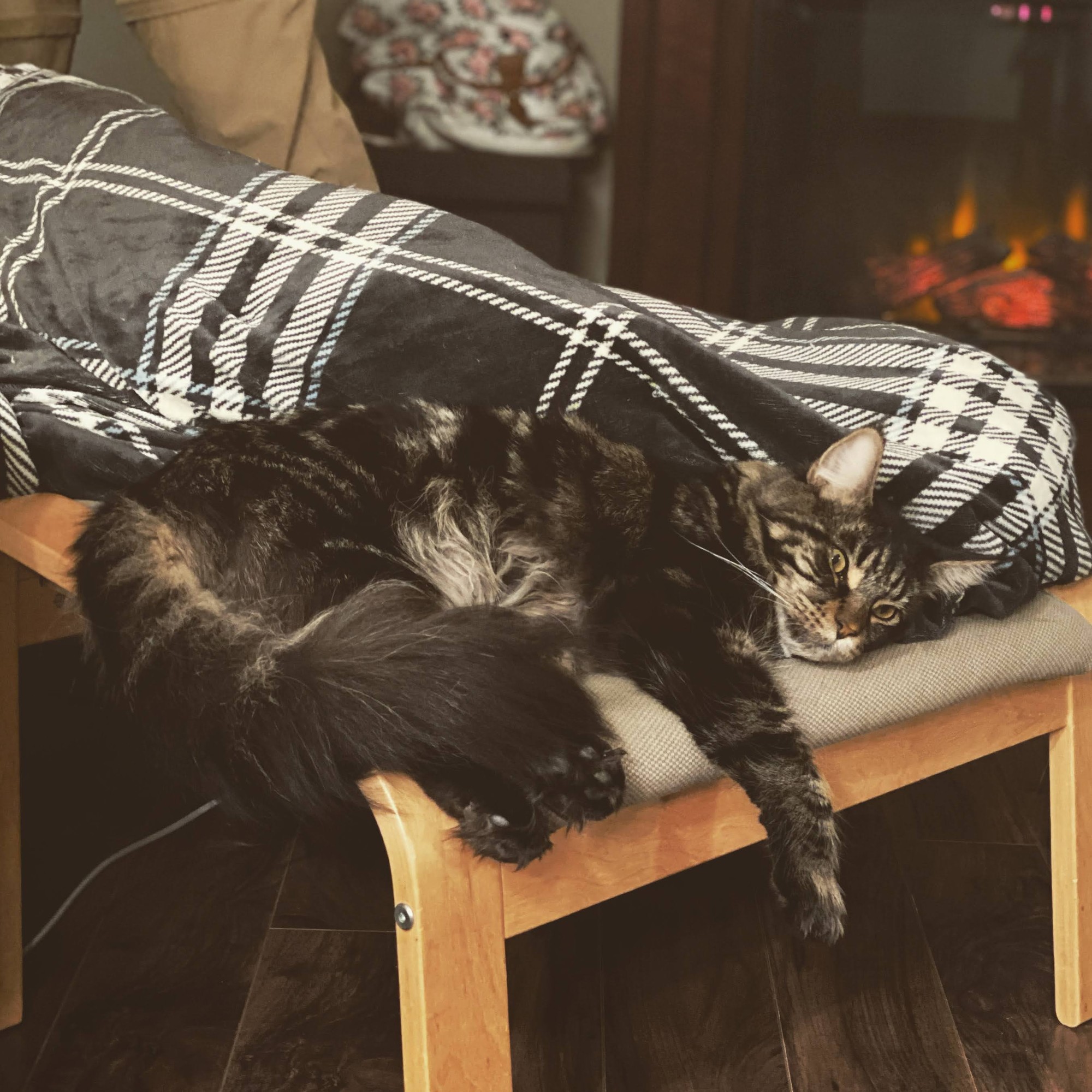 Spook the Maine Coon cat lounging by the fireplace