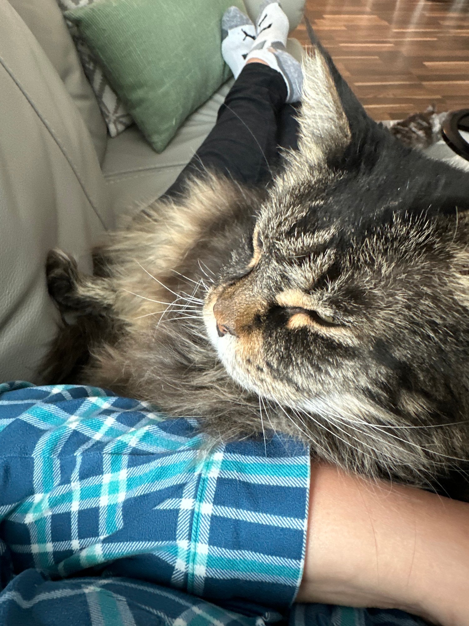 Spook — past cat