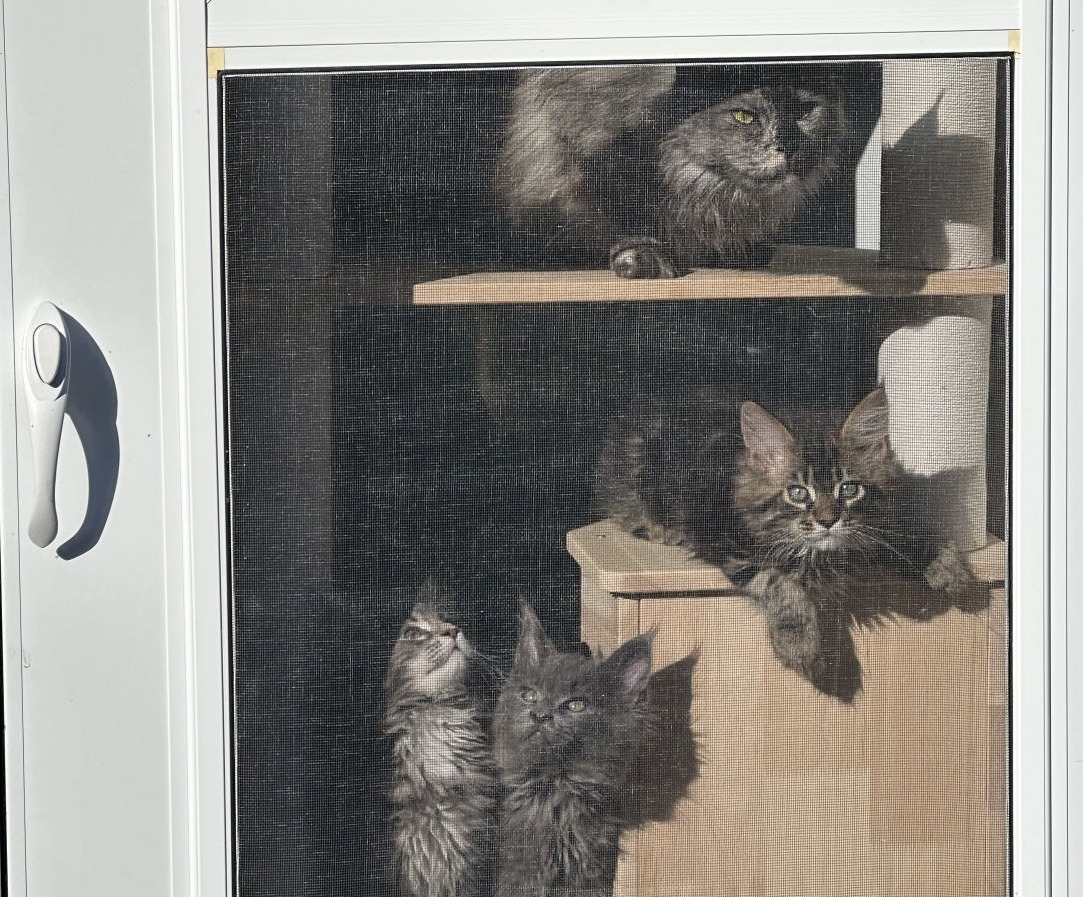 Cat watching over her kittens