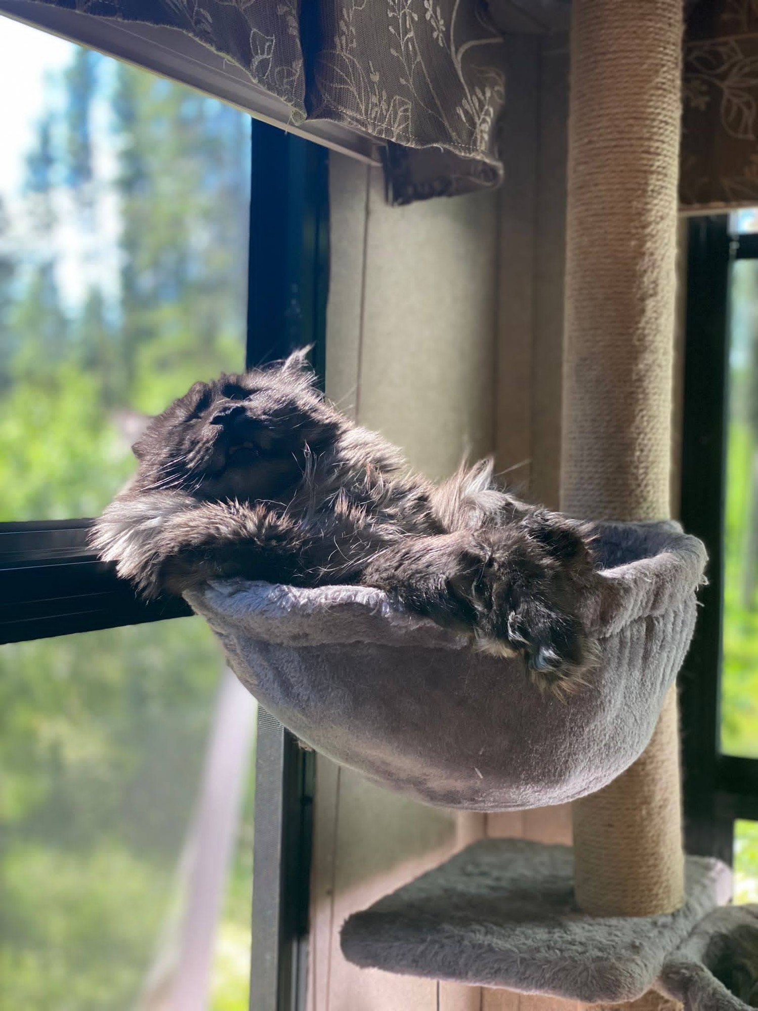 Maine Coon cat relaxing in a window hammock with the forest outside