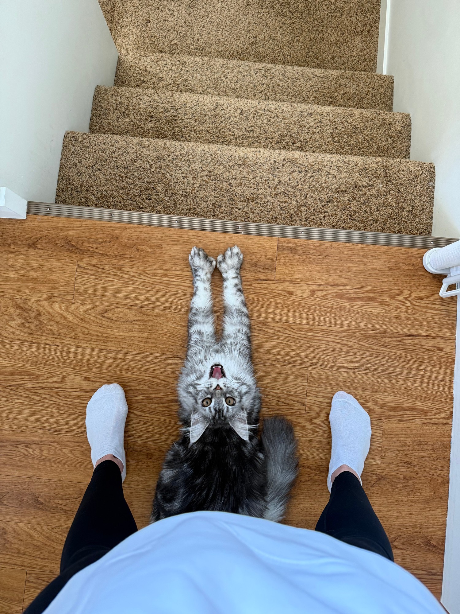 Vinny — kitten