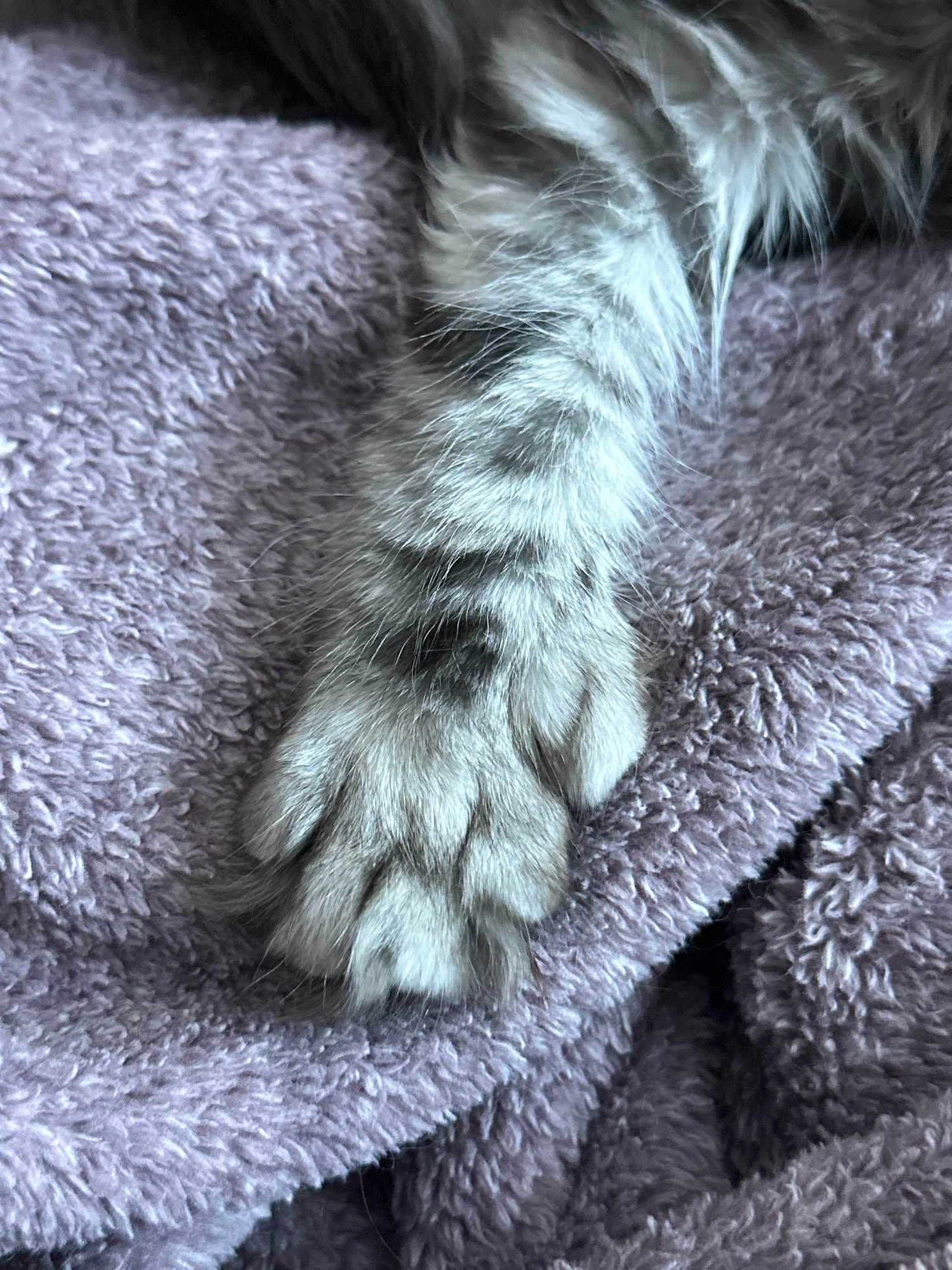 Polydactyl