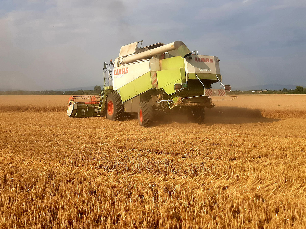 Žatva – kombajn na pšeničnom poli