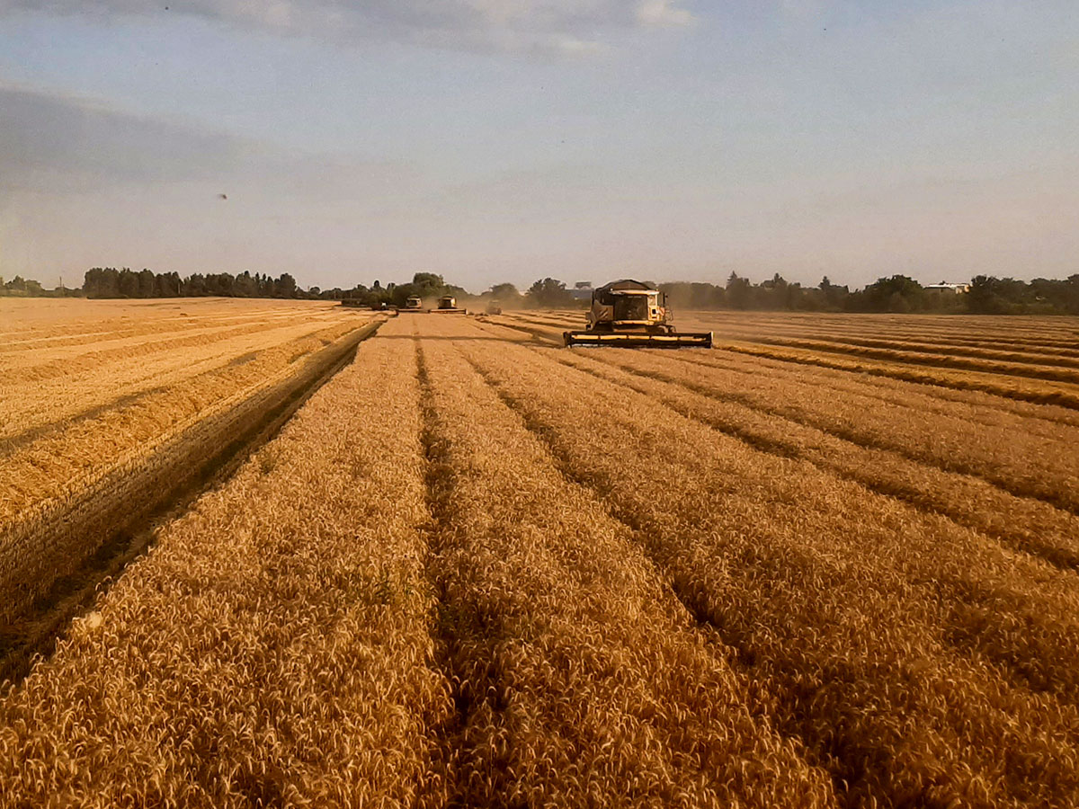 Žatva – vykládka obilia