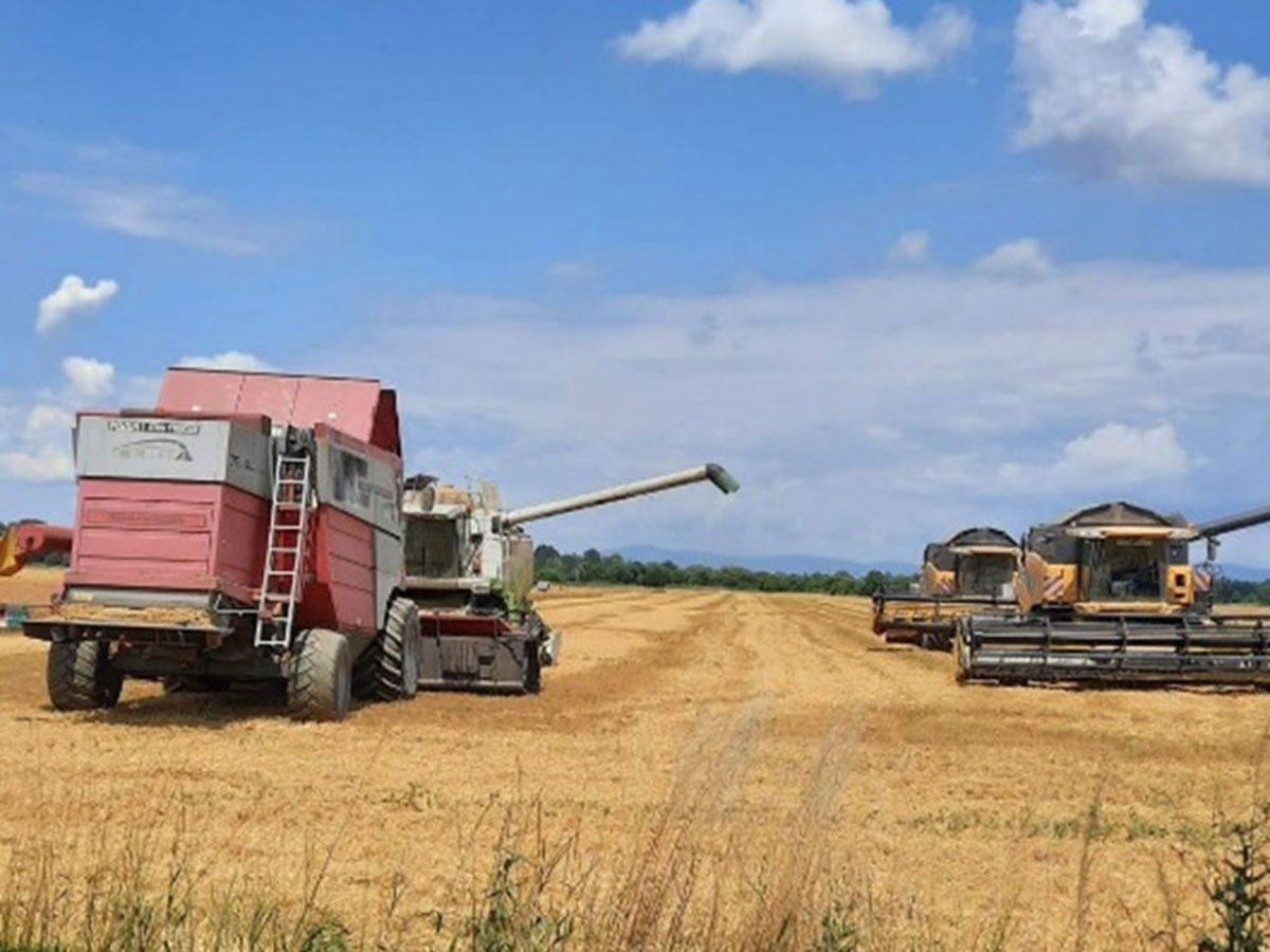 Žatva – zber úrody