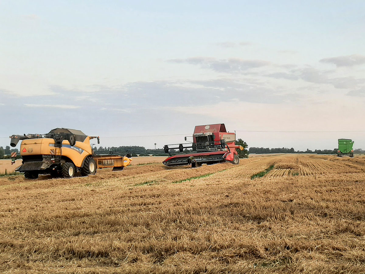 Žatva – večerná práca na poli