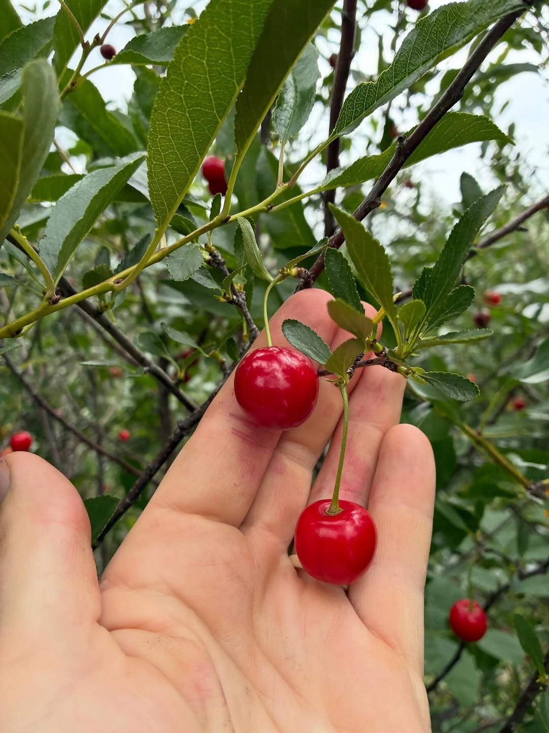 Chickens roaming freely on sunny pasture