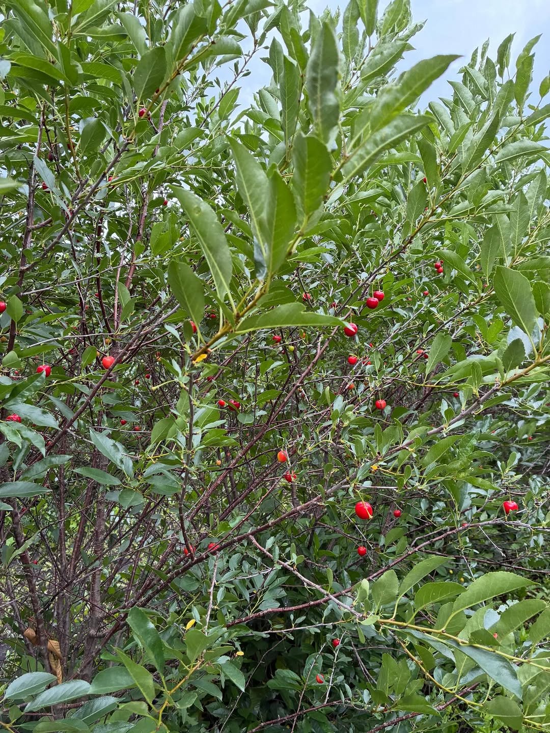 Hands kneading sourdough dough on a floured surface