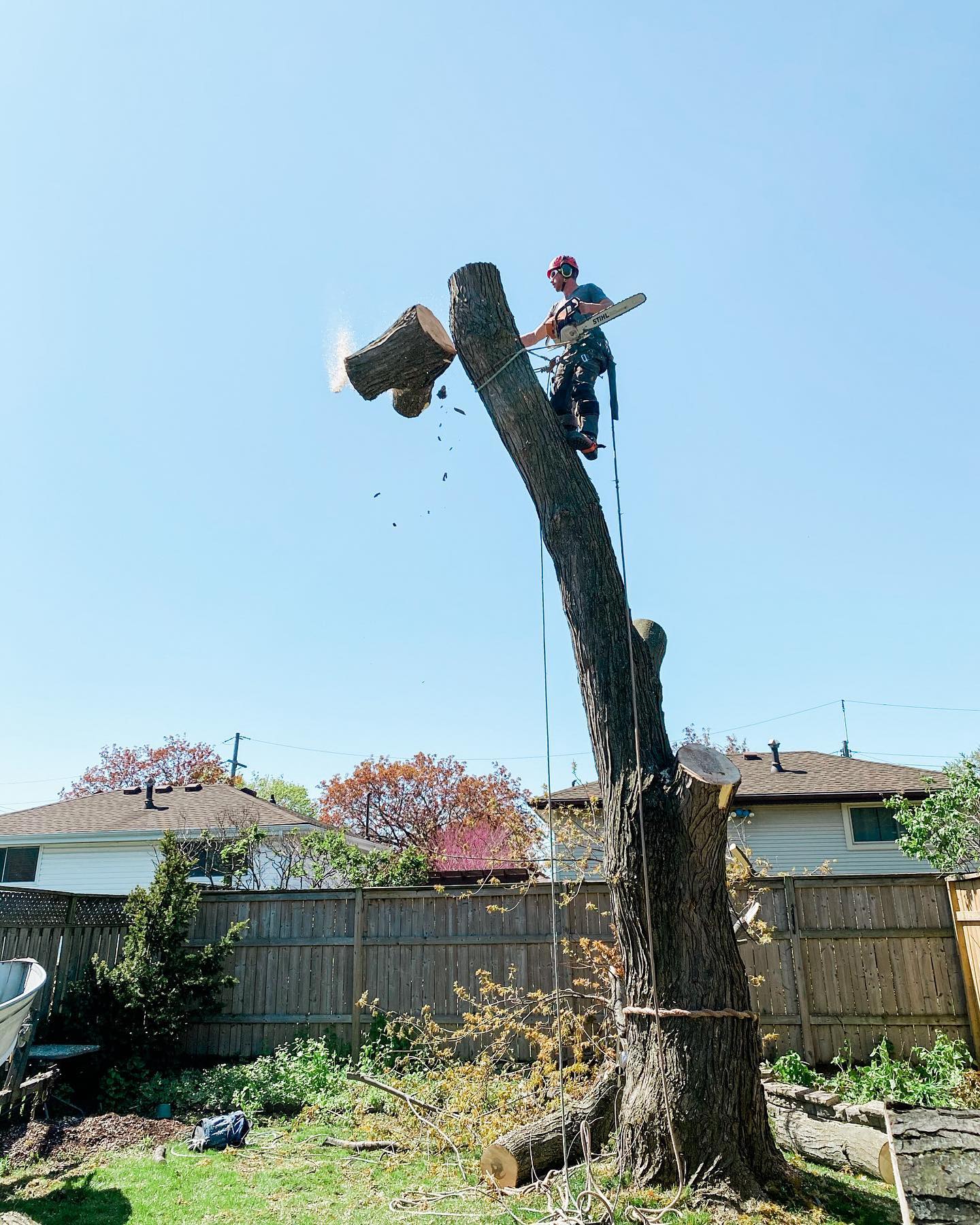 Tree Removal
