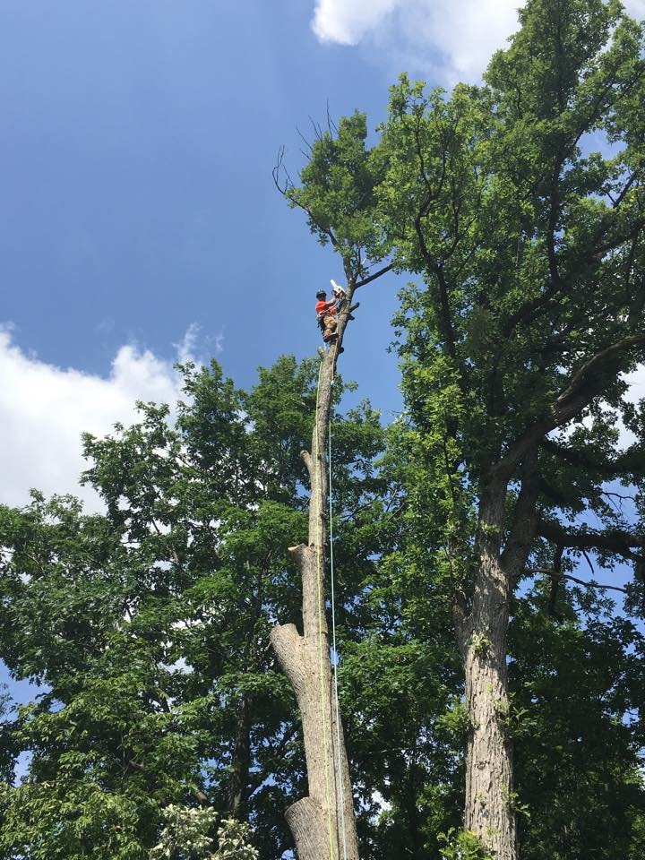 Arborist Tree Services