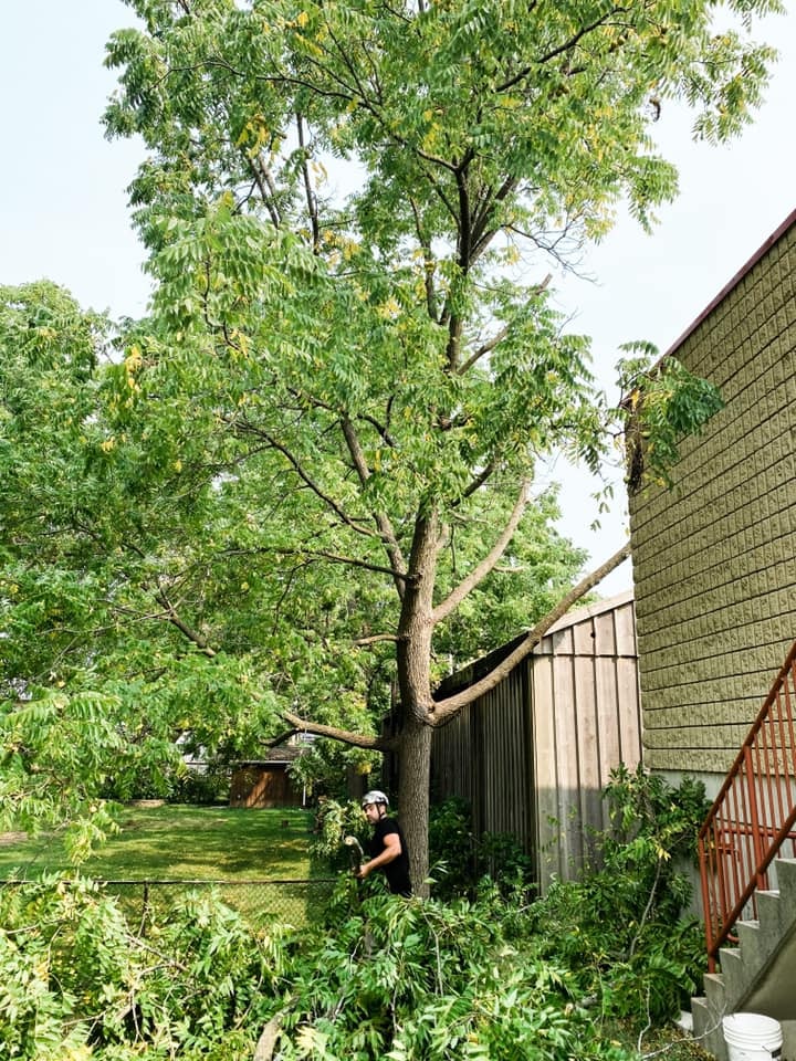 Tree Trimming & Pruning