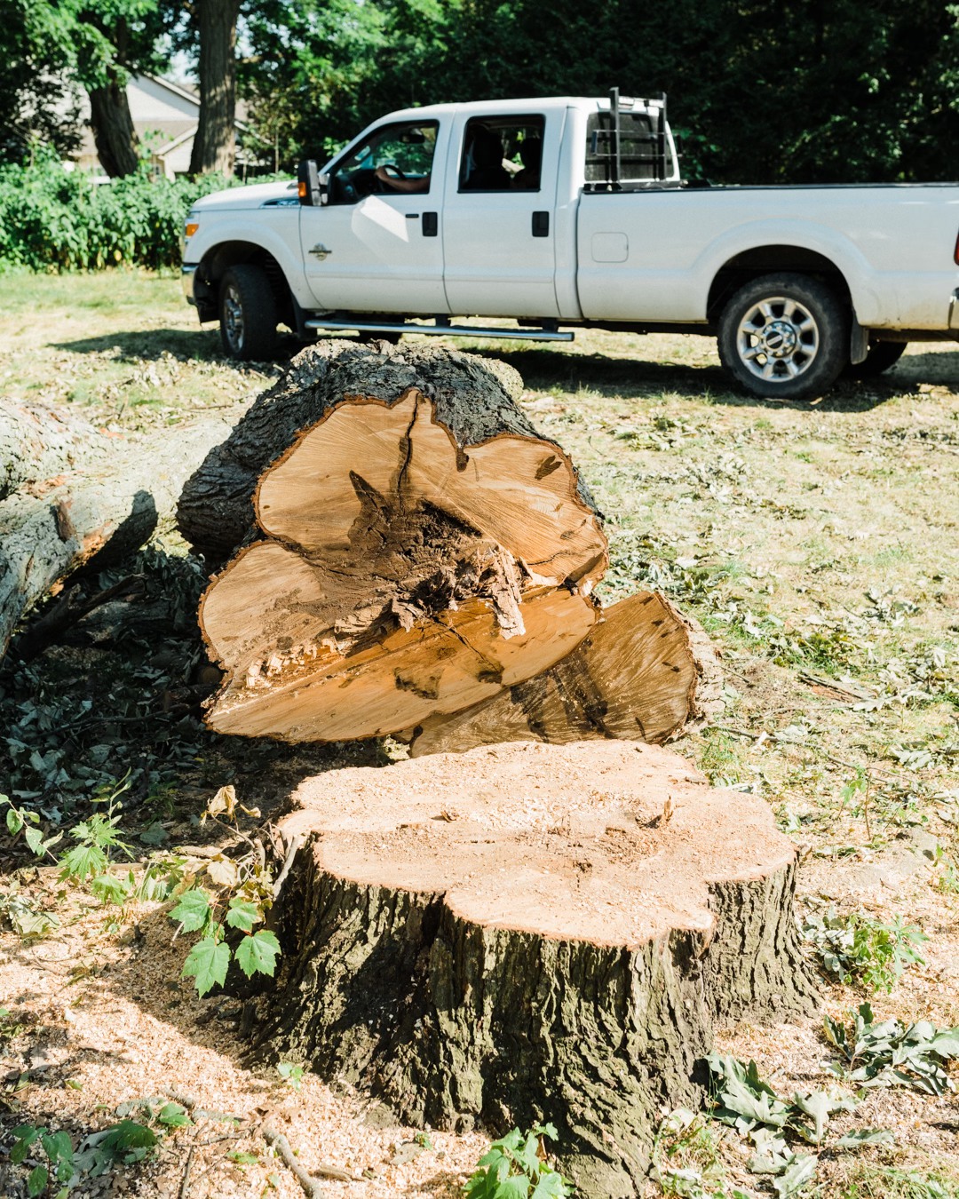 Stump Grinding & Removal