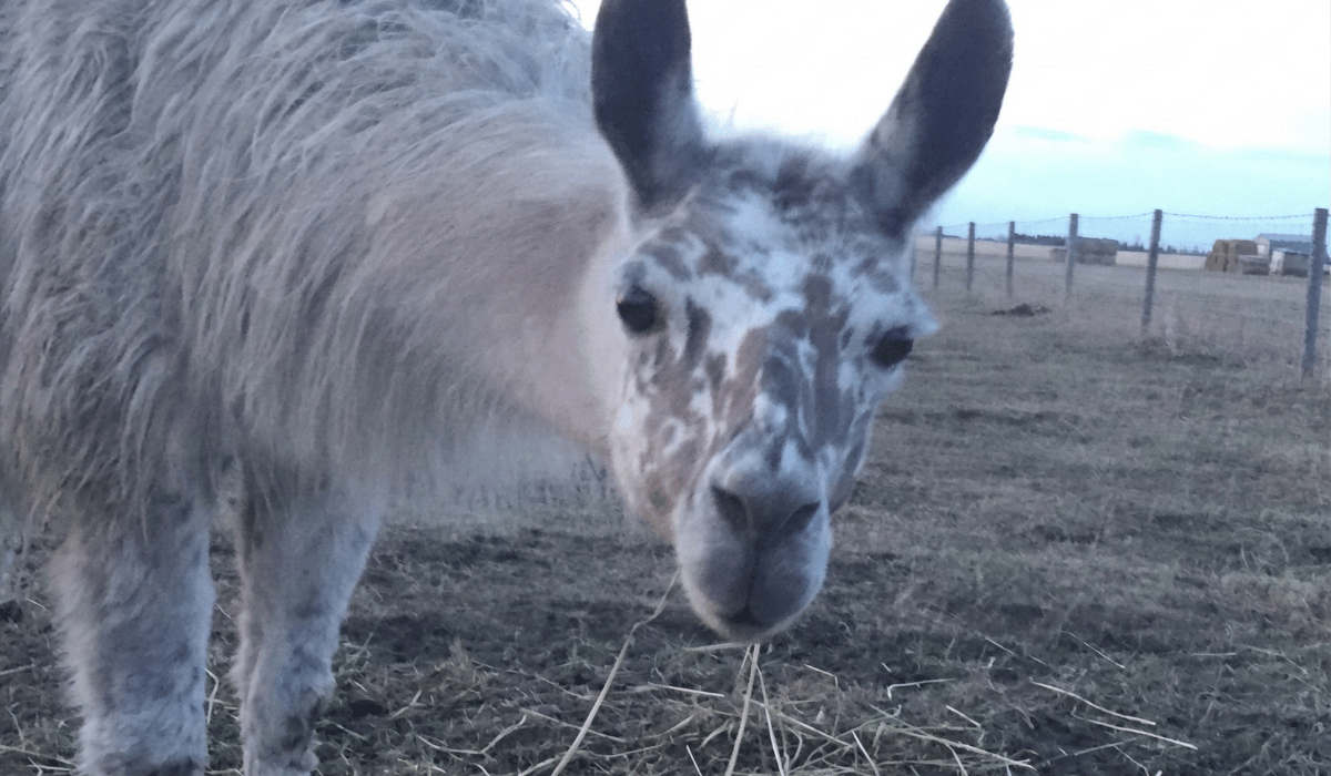 Aerial golden-hour view of RV storage facility