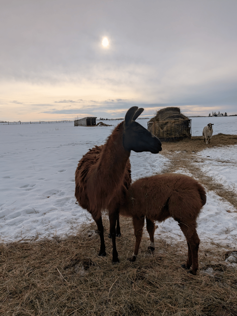 No Prob-Llama RV Storage facility photo 10