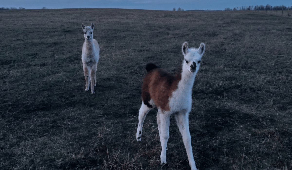 Llamas on the family farm property