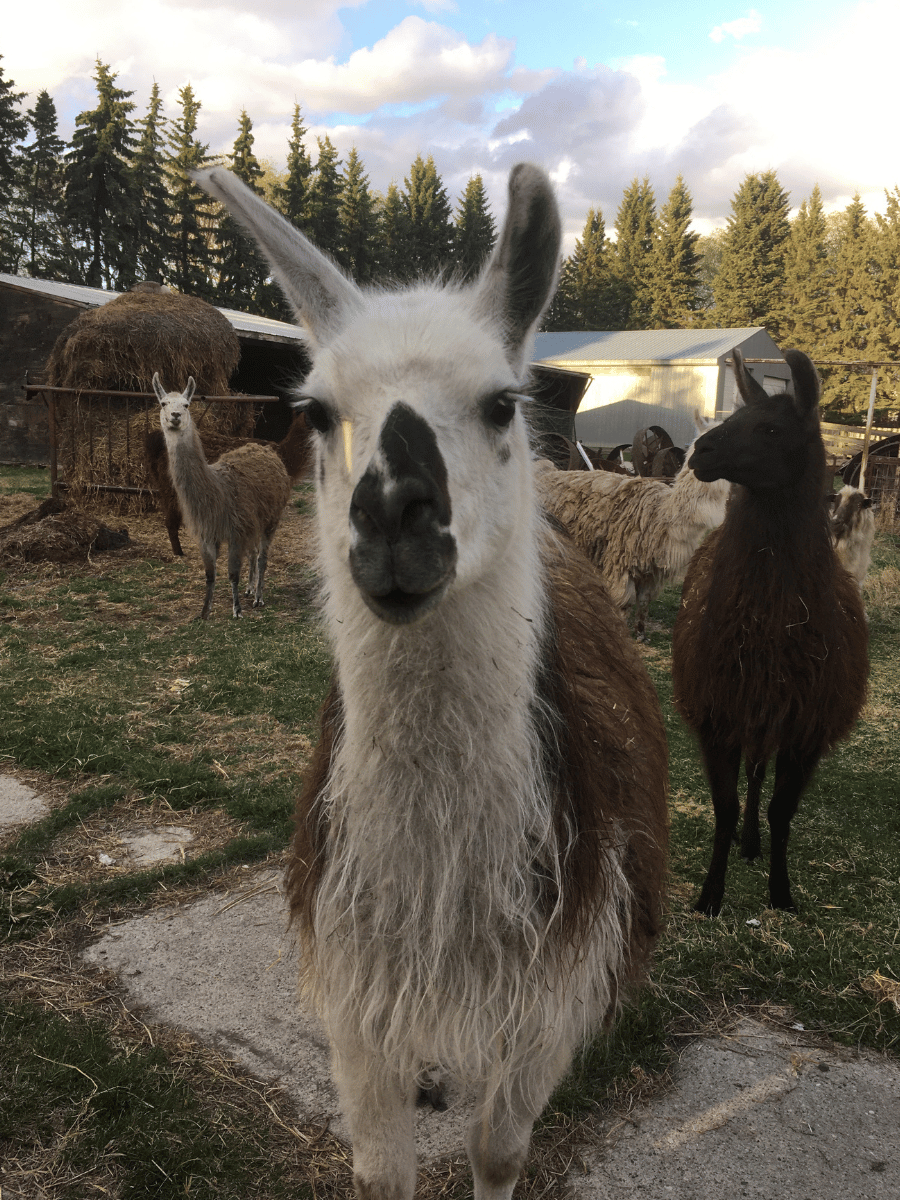 No Prob-Llama RV Storage facility photo 2