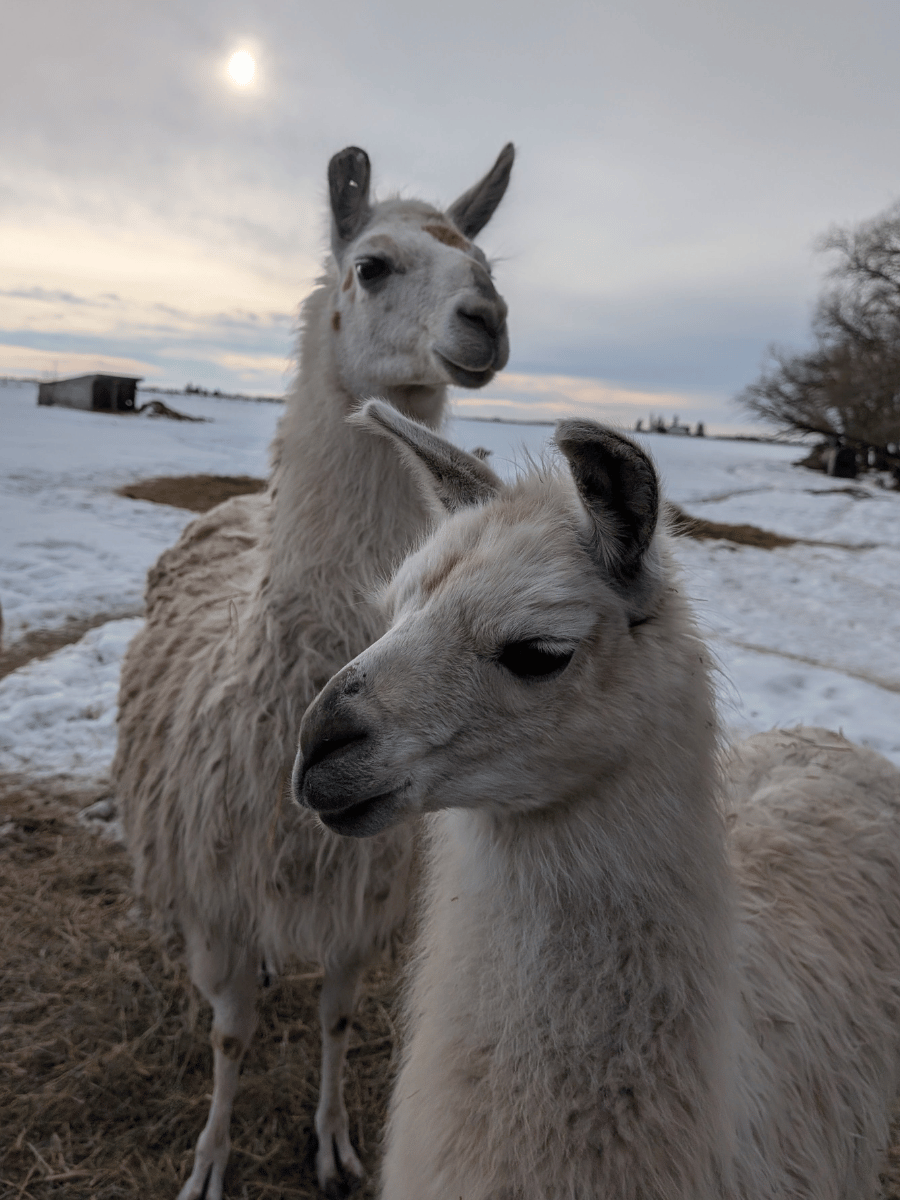 No Prob-Llama RV Storage facility photo 6