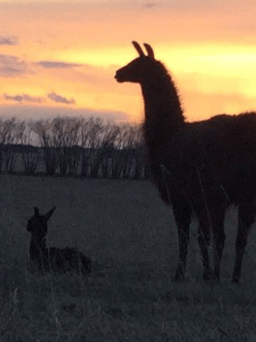 No Prob-Llama RV Storage facility photo 4