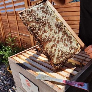 Bienenpartnerschaft Hotel Alpenfeuer
