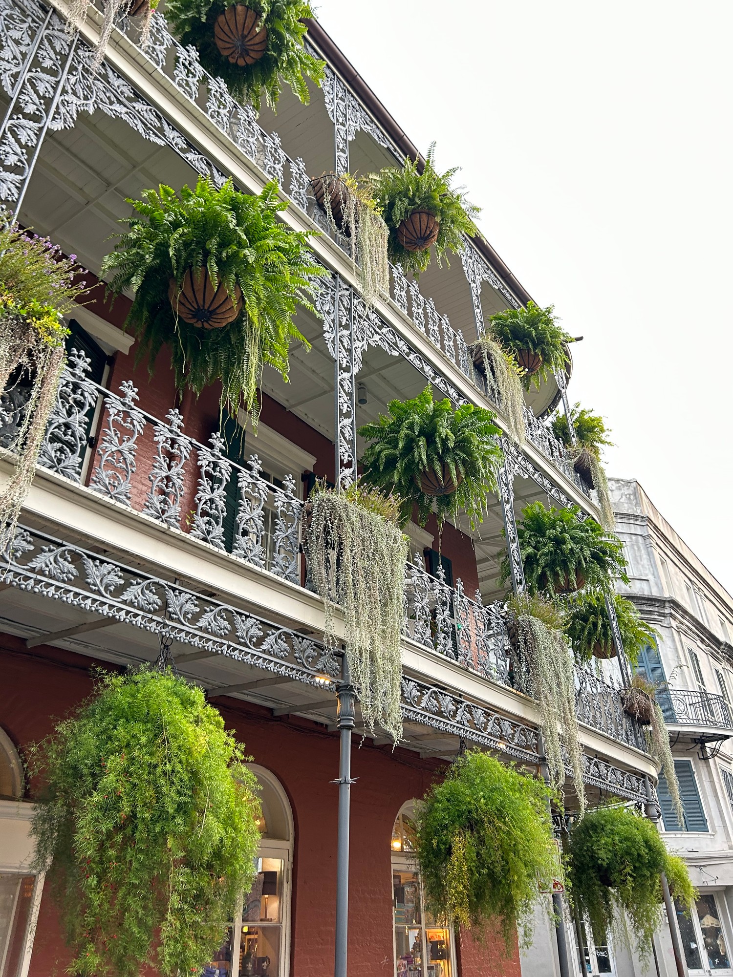 Cast-iron balconies draped with ferns in the New Orleans French Quarter