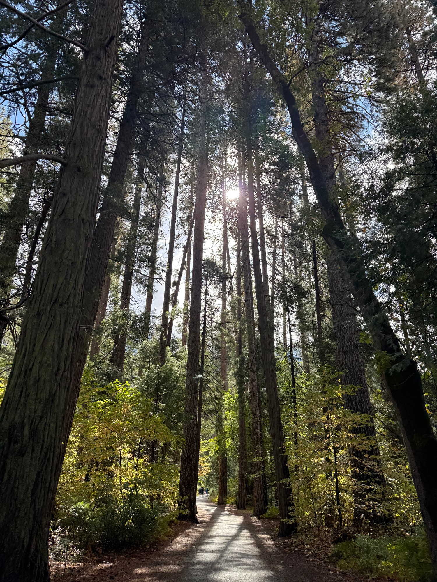 A walking trail through tall pines in Yosemite Valley with sunlight coming through the trees