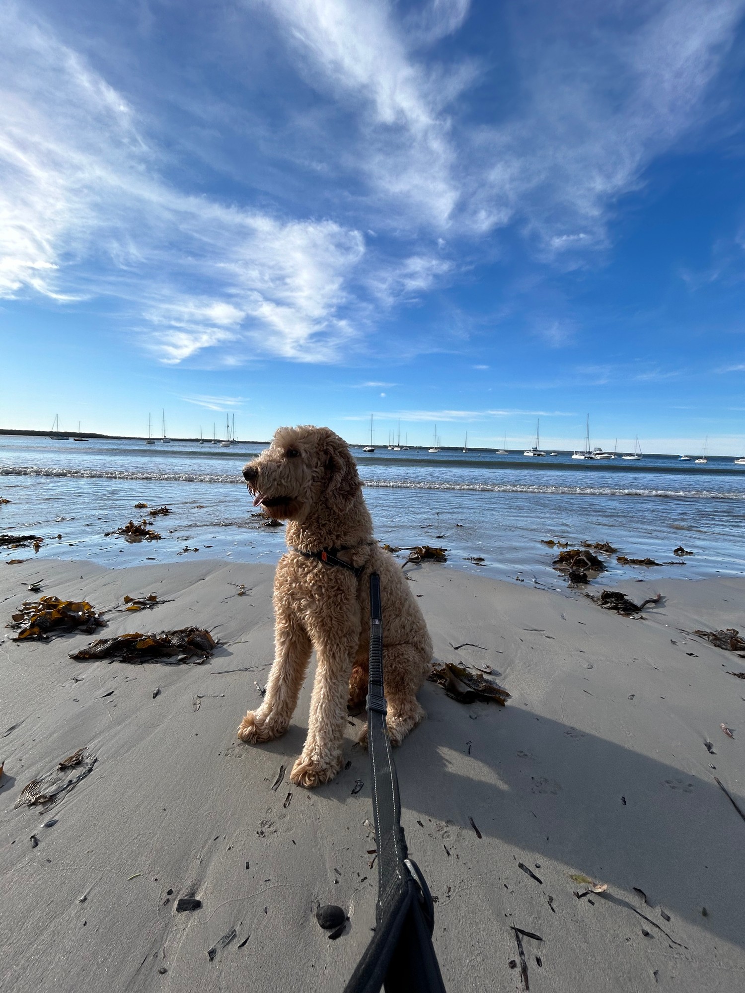 Sandy paws on a Jervis Bay beach
