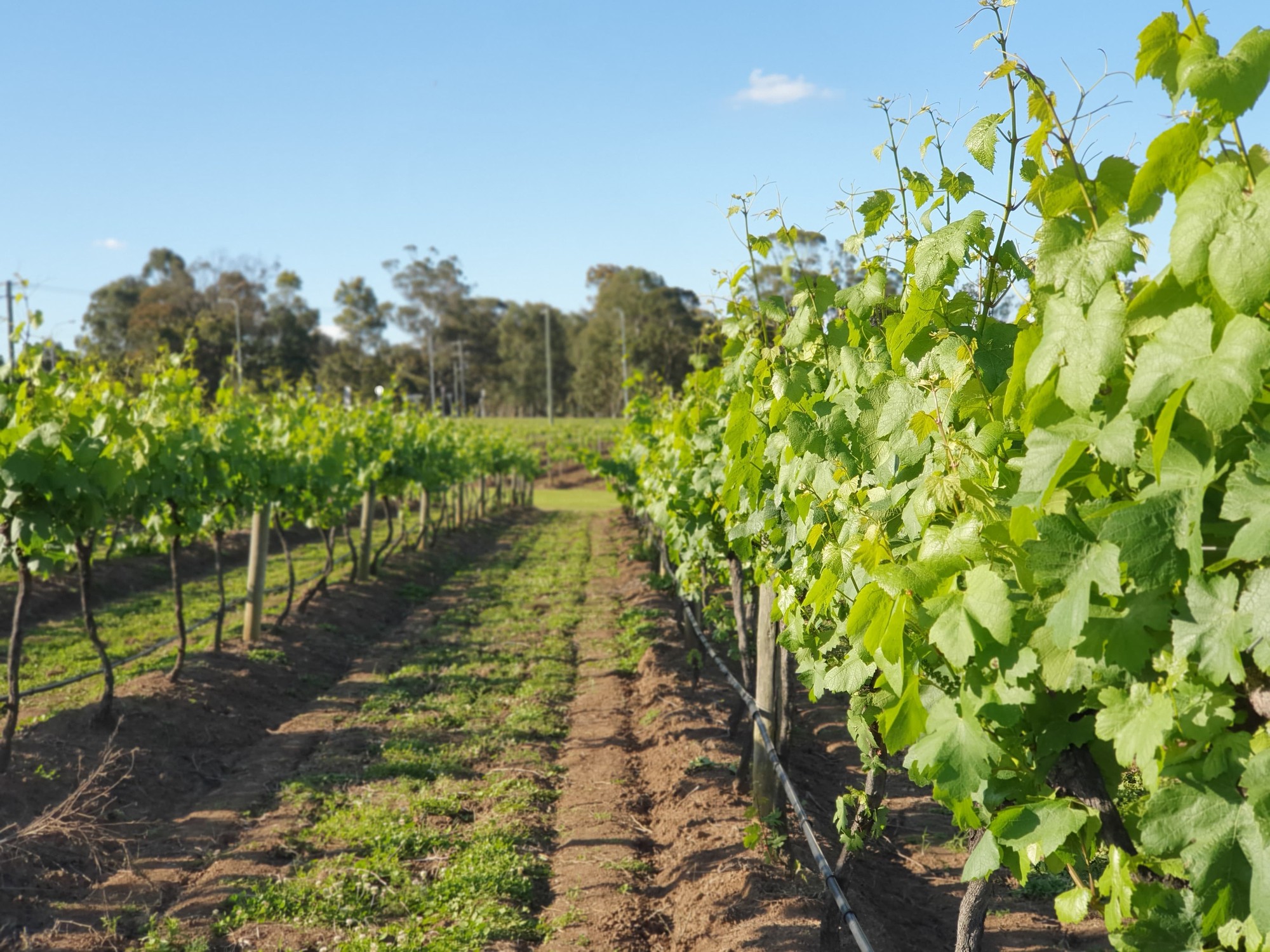Vineyard rows in the Hunter Valley