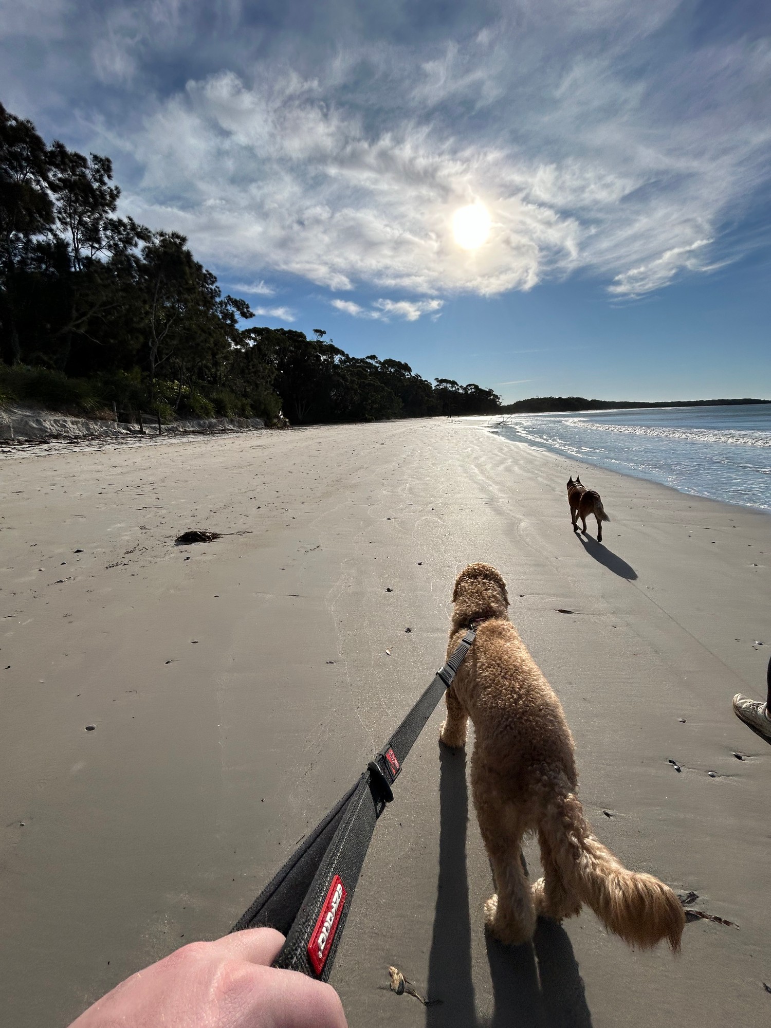 Dog walks on a wide Jervis Bay beach